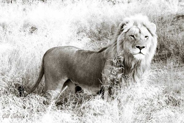 Young Lion BW