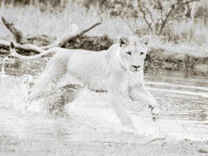 Water lion