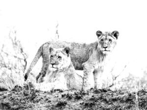 Young Lions BW