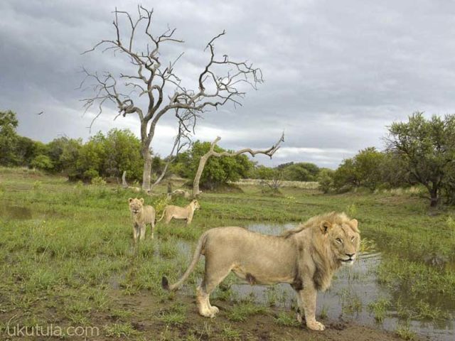 Guided Enrichment Walk with Lions in the African Bush